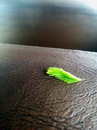 Close-up of leaf