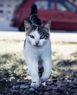 Close-up portrait of cat