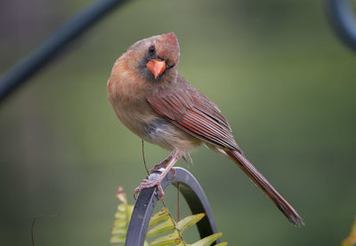 Close-up of bird perching on branch