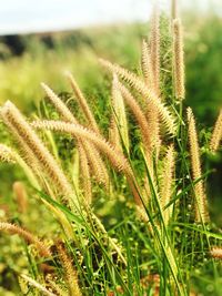 Close-up of fresh plant on field