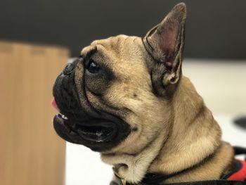 Close-up portrait of dog
