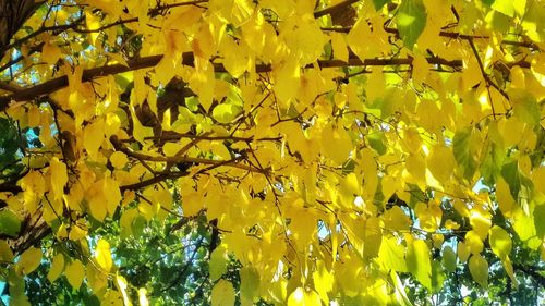 Low angle view of yellow flowers