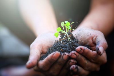 Close-up of hands holding plant