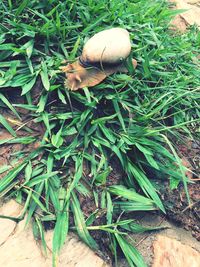 High angle view of snake on grass