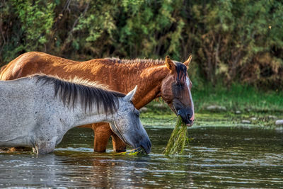 Horse standing in lake