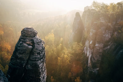 Panoramic view of trees in forest