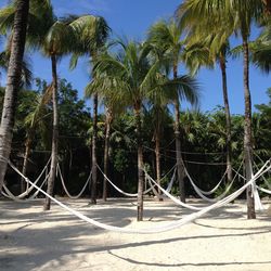 Palm trees against blue sky
