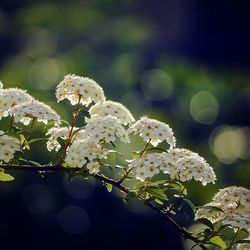 Close-up of flowers blooming on tree