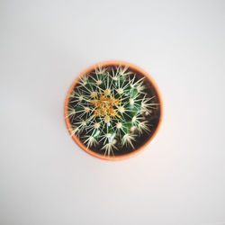 Directly above shot of potted plant against white background