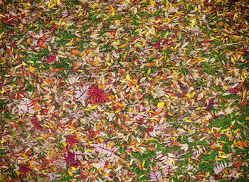 High angle view of maple leaves on field