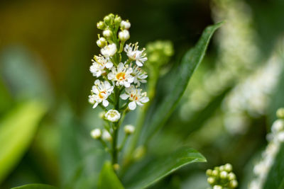 Close-up of white flowering plant