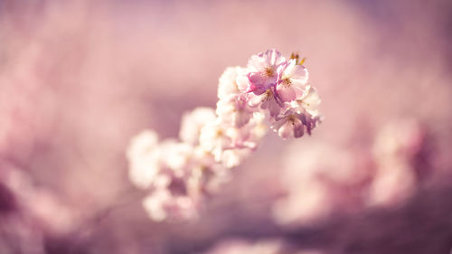 Close-up of pink flowers