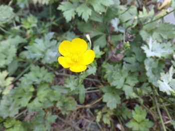 Close-up of yellow flowering plant