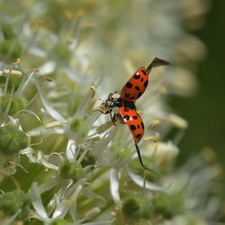 Close-up of ladybug on plant