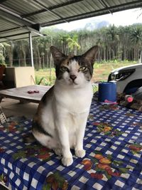 Portrait of cat sitting on floor