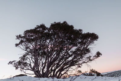 Tree on snow field against clear sky