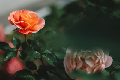Close-up of rose on plant