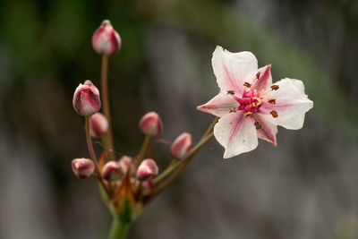 Close-up of pink flowering plant