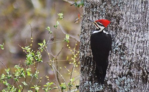 Close-up of birds perching on tree