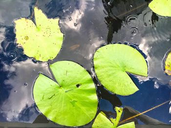 High angle view of water lily in pond