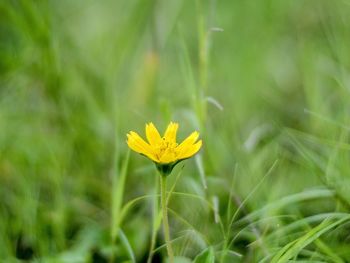 Close-up of yellow flowering plant on field