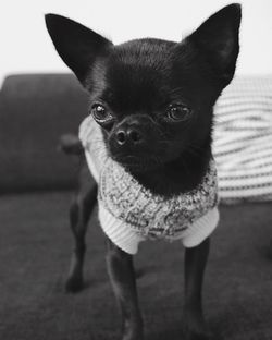 Close-up portrait of dog