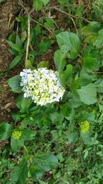 Close-up of white flowers blooming outdoors