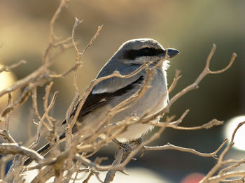 Close-up of bird perching on branch