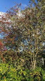 Low angle view of flower tree against sky