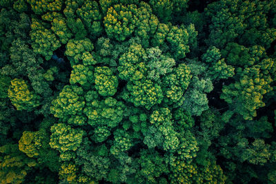 Full frame shot of green beans