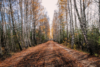 Wide alley of birch trees covered with yellow leaves