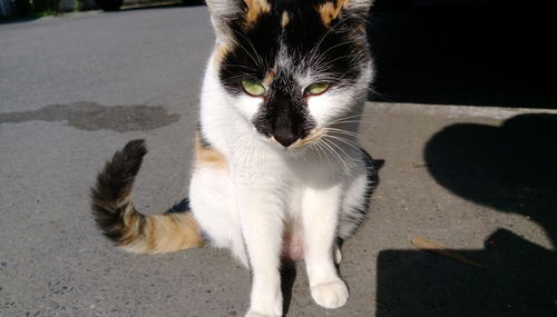 Close-up of cat on road