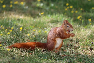 Squirrel on field