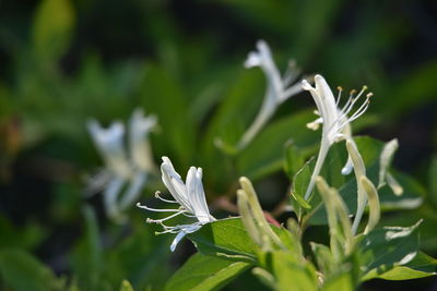 Close-up of white flowering plant