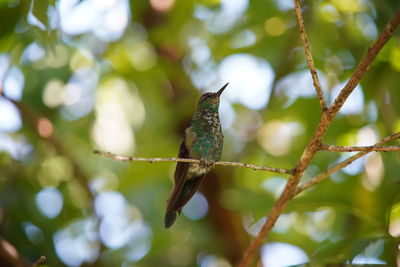 Low angle view of bird perching on branch