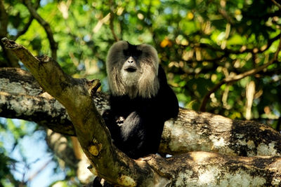 Low angle view of monkey sitting on tree in forest