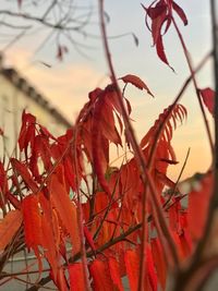 Low angle view of maple tree against sky