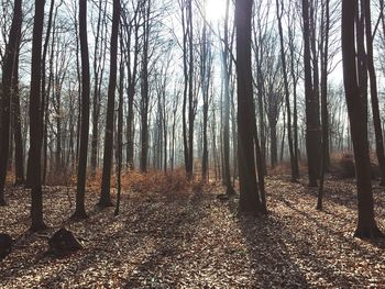 Trees in forest