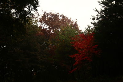 Low angle view of trees against sky during autumn