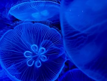 Close-up of jellyfish