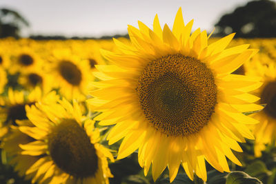 Sunflower field 