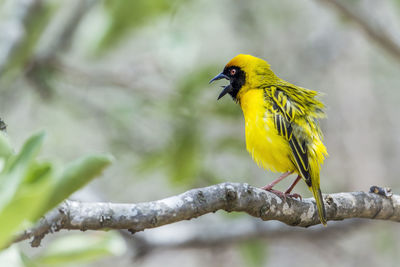 Close-up of bird perching on branch