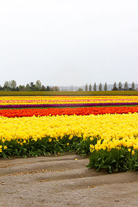 Scenic view of flowering field against clear sky