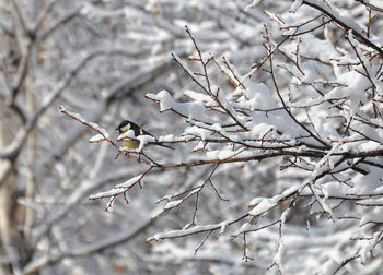 Close-up of white cherry blossoms on branch
