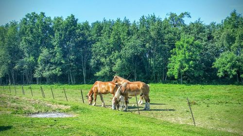 Horses grazing on field