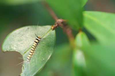 Close-up of insect on leaf