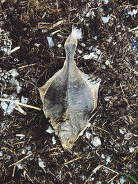 High angle view of dry leaves on field