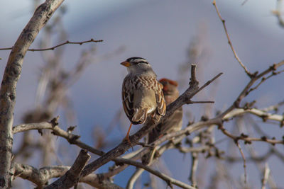 Low angle view of bird perching on branch