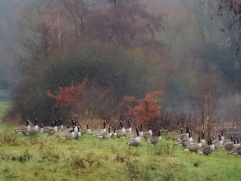 Flock of birds on field by lake