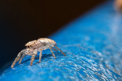 Close-up of spider